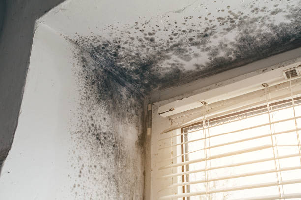 Affordable Basement Mold Removal solutions in Forest Park, GA