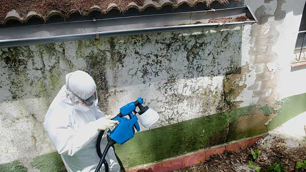 Top rated local Basement Mold Removal specialists in Forest Park, GA
